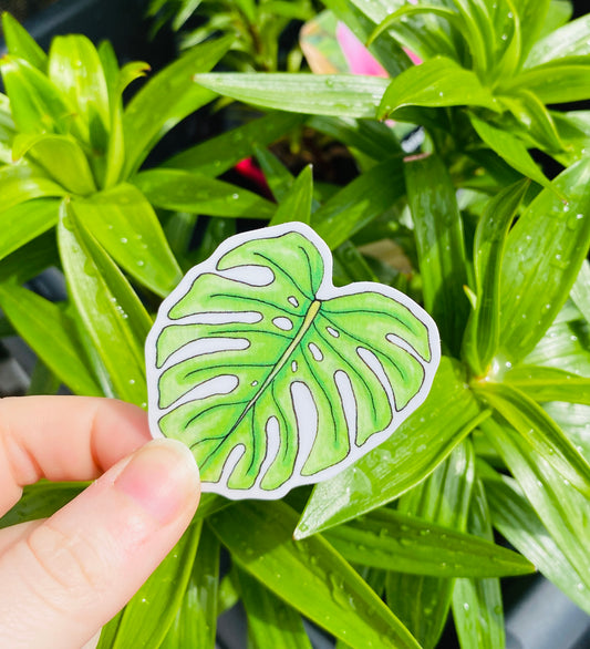 Monstera Leaf sticker.