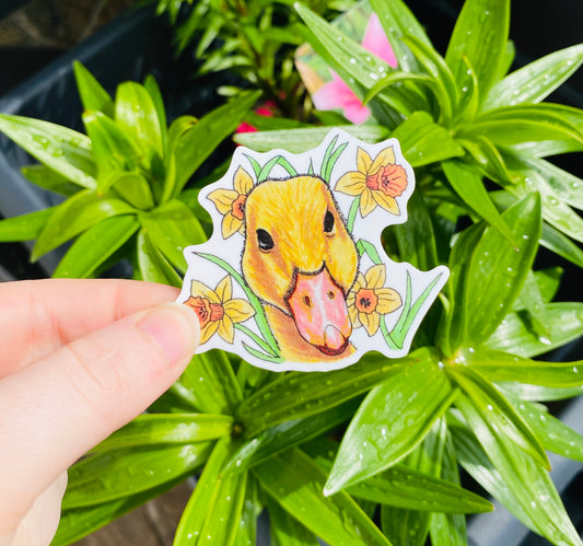 Daffodil Duckling sticker.